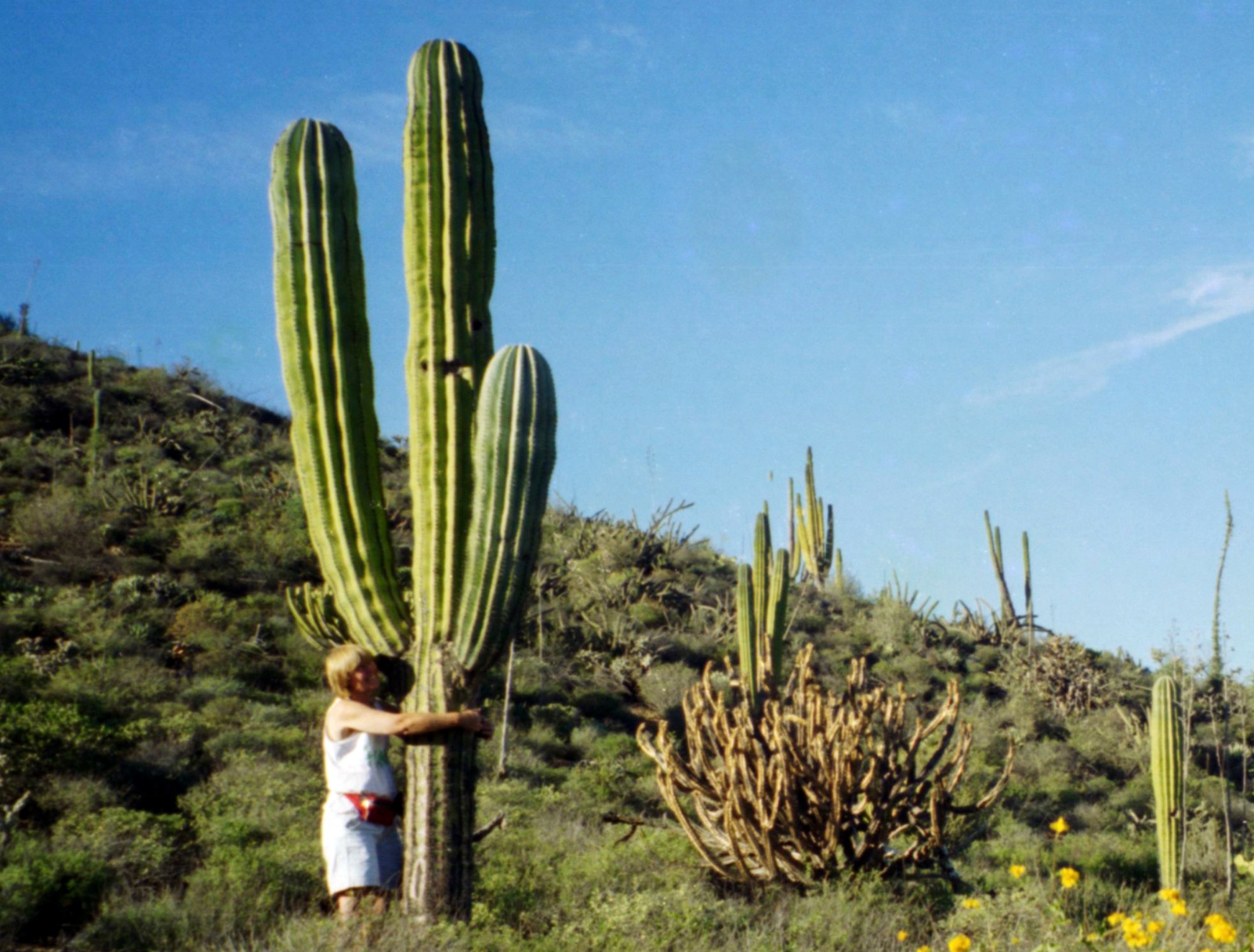Kaktus Baja California